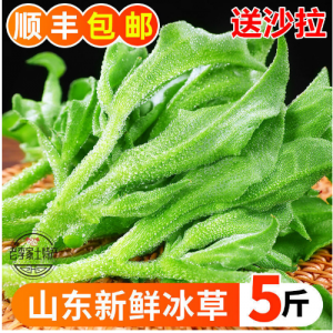 山东新鲜冰菜冰草农家凉拌蔬菜火锅食材即食生吃沙拉菜冰叶